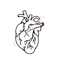 Pin By Crystal Childress On Disegni In 2021 Human Heart Drawing Heart Drawing Anatomical Heart Drawing