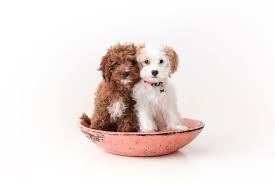 Favorite this post mar 7 border collie/heeler puppies (scurry). Cavapoo Puppies For Sale In Austin Tx