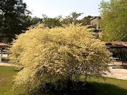Image result for Ligustrum sinense