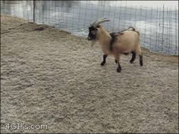 Goat slips on ice | Funny animals, Funny gif, Cute funny animals