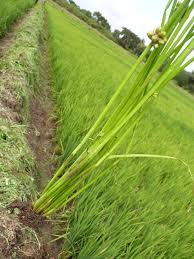 Image result for Schoenoplectiella senegalensis