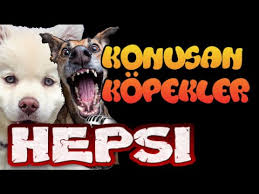 Konusan Kopekler 9 En Komik Kopek Videolari Youtube