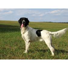 Image result for Velký münsterlandský ohař