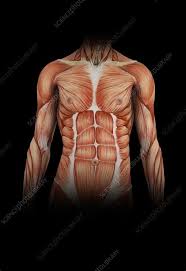 In human anatomy, the chest wall muscles are divided into primary and secondary layers. Muscles Of Torso Female Torso Muscle Anatomy 3d Model To Draw The Human Torso Understand The Shape Of The Torso And Learn The Major Muscle Groups Their Origin And Insertion