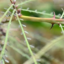 Image result for Parkinsonia aculeata