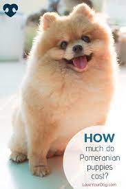 Pomeranian Prices How Much Do Pomeranian Puppies Cost Pomeranian Puppy Pomeranian Pomeranian Breed
