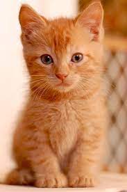 Favorite this post aug 1 kittens looking for their forever home (battle ground). Adorable Little Ginger Kitty And He Looks Like He S Clever American Shorthair Cat Kittens Cutest Cats