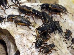 • cricket removal • cricket control • cricket prevention. How To Get Rid Of Crickets Inside Your House Dengarden