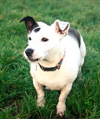 I was walking past Exeter Road Primary School at 3 o'clock this afternoon  and I just had to stop and listen. There was the most lovely and joyous  singing! I continued with