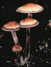 Pin On Mushrooms Mostly Pacific Nw