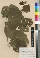 Image result for Ampelocissus africana