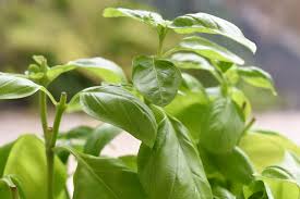 For example, if your plant has aphids, you'll have to look hard to spot them. Basil How To Plant Grow And Harvest Basil The Old Farmer S Almanac