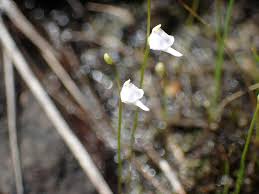 Image result for Utricularia arenaria