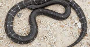 Common Krait Indiansnakes Org Habitats Snake Snake Bites