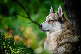 Image result for západosibiřská lajka