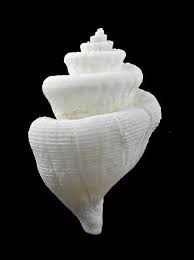 Thierry Vulliet Shared His Post Kapala Kengrahami 53 2 Mm Ponder 1982 Dredged In 1000 Mt Deep On Mud Nsw Very Nice Quality Sea Shells Shells Conch Shell