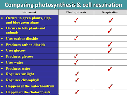 topic 5 cellular energy ppt video online download