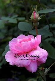 Pin By Keith Johnson On Good Morning Images Flowers In 2020 Good Morning Images Flowers Good Morning Flowers Good Morning Greetings