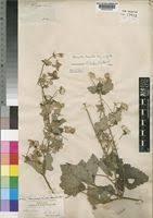 Image result for Clematis hirsuta