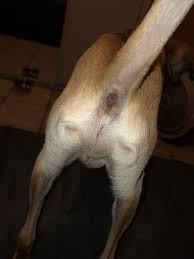 In chapter 2 of the dog cancer survival guide, dr. My Dog Has Suddenly Got A Lump Near His Anus Is This Serious What To Do About It Petcoach