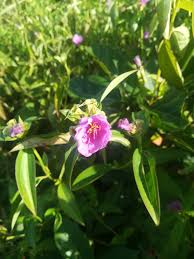 Image result for Melastomastrum segregatum