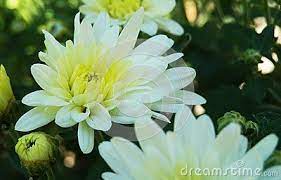 Close Up On White Chrysanthemum Flowers And Buds On Green Plant Chrysanthemum Flower White Chrysanthemum Flower Images