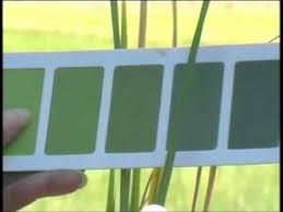 leaf color chart demonstration