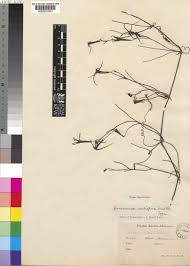 Image result for Trochomeria macrocarpa