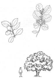 Image result for Acokanthera schimperi