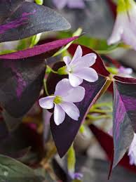 Image result for Oxalis obliquifolia