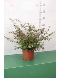 Quale pianta da siepe è in grado di creare un bel cespuglio bello folto per in primavera, i suoi fiori bianchi faranno della vostra siepe una meraviglia. Abelia Grandiflora A Fiore Rosa Vendita Piante On Line Solopiante It