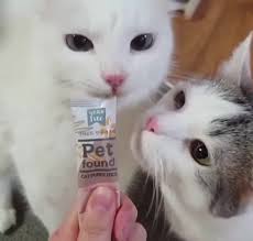 #catvlogs cat bites nails games with #catsathome #affectionatecats cat nibbles claws. Cat Bites Other Cats Tongue Gif On Imgur