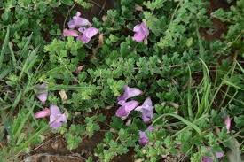 Image result for Dicerocaryum senecioides
