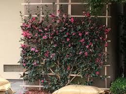 Pink Camellia On Lattice Trained Espalier Or Flat Sloped Garden Courtyard Gardens Design Front Yard Fountain