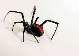 Growth requires two to three months, with older black widow spider females dying in autumn after egg laying. Washington Post