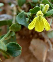 Image result for Justicia odora