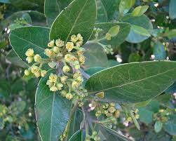 Image result for Beilschmiedia michelsonii