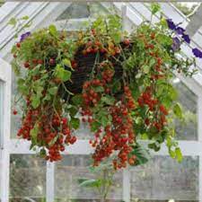 plan de tomate cerise suspendu plan de tomates jardinage tomates cerises