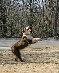 Egyptian Australian Shepherd Puppies Australian Shepherd Working Dogs