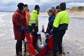 For more trip planning advice, see getting around australia and how many days should you spend in australia? Whale Rescuers Face Grim Task In Australia Mass Stranding
