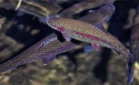 » weitere 1 übersetzungen für regenbogenforelle innerhalb von kommentaren. Regenbogenforellen Lieben Kalte Sauerstoffreiche Und Fliessendes Gewasser