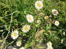 Image result for Lactuca indica