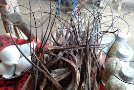 Minyak bulu perindu berupa parfum, berbau modern bukan seperti minyak paranormal. Bulu Perindu Diyakini Berkhasiat Pengasih Asih Kini Dijual Bebas