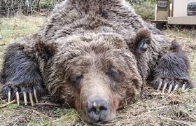 Maybe, when the season comes to a close, the grizzlies will be right back where they've been for seven years in a row — the playoffs. Grizzly Bear Died In Game And Fish Trap On North Fork Last Year Powell Tribune