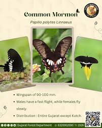 Image result for Anticharis senegalensis