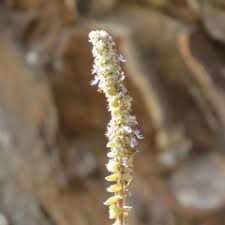 Image result for Coleus cylindraceus