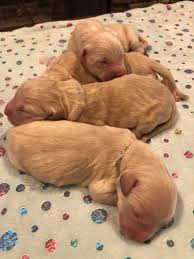 Our family is passionate about raising & enjoying life with these great dogs. Alabama Golden Retrievers Facebook