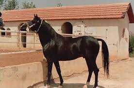 Image result for IRAN HORSES