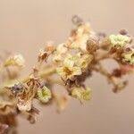 Image result for Sterculia tragacantha