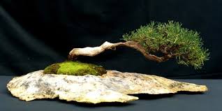 Image result for rosemary bonsai